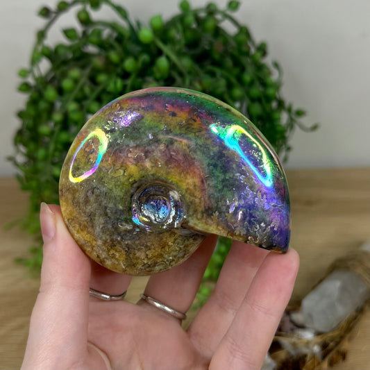 Aura Ammonite (M780)