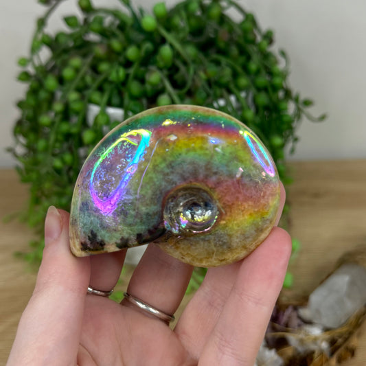 Aura Ammonite (M779)