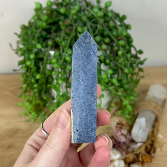 Blue Coral Point (R210)