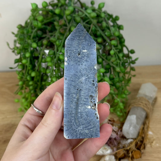 Blue Coral Point (R221)
