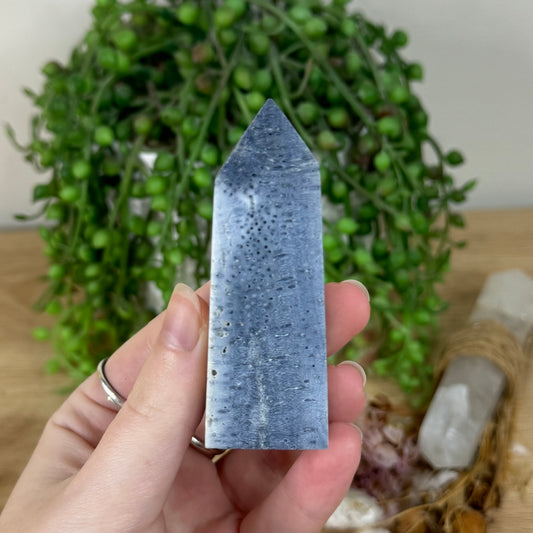 Blue Coral Point (R220)