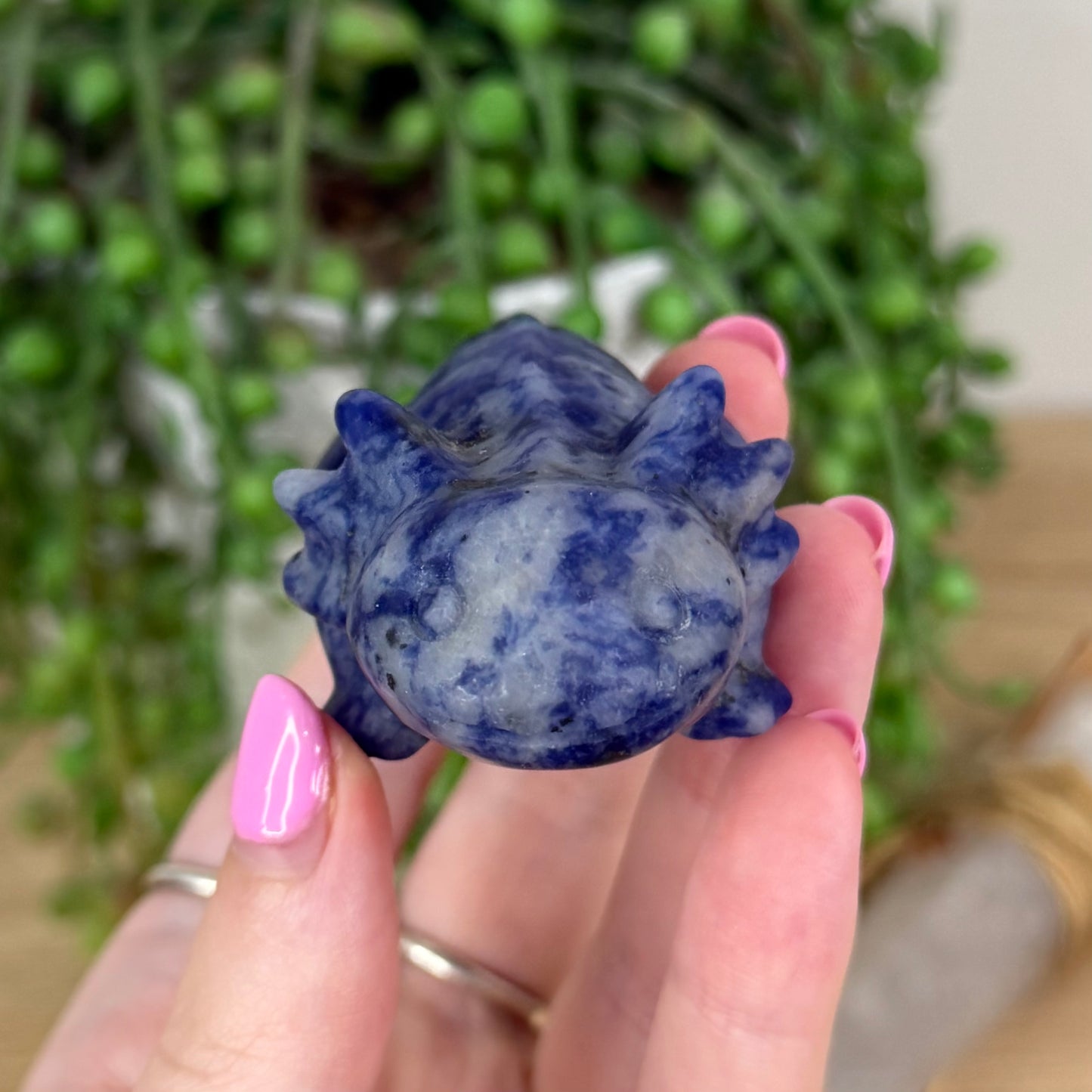 Sodalite Bearded Dragon (X387)