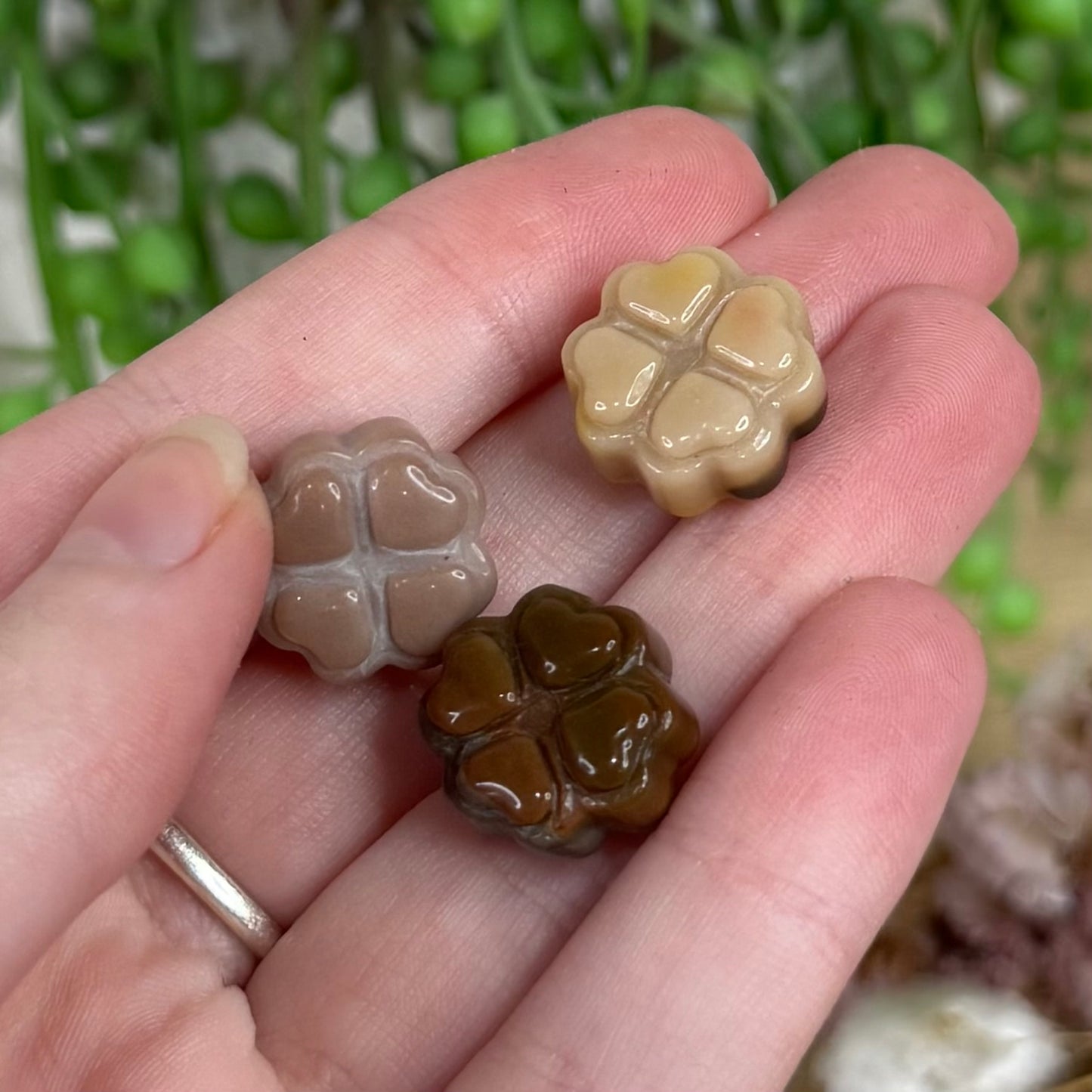 Alashan Mini Clover