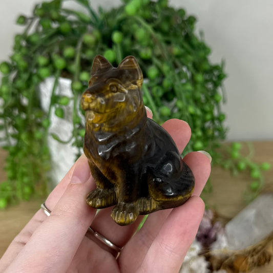 Tiger Eye German Shepherd (N388)