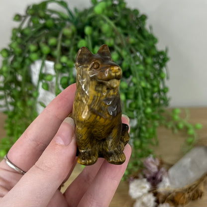 Tiger Eye German Shepherd (N388)