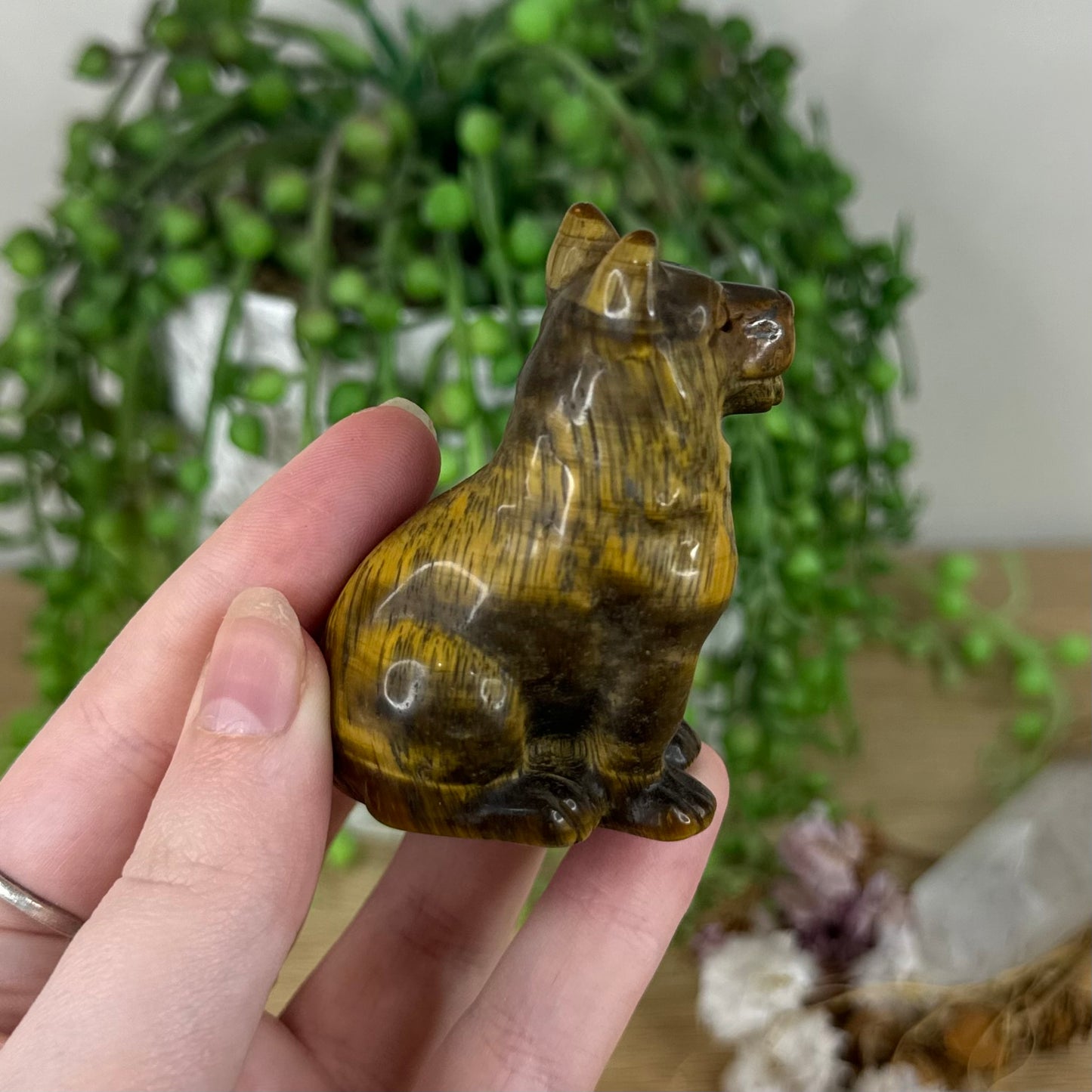 Tiger Eye German Shepherd (N388)