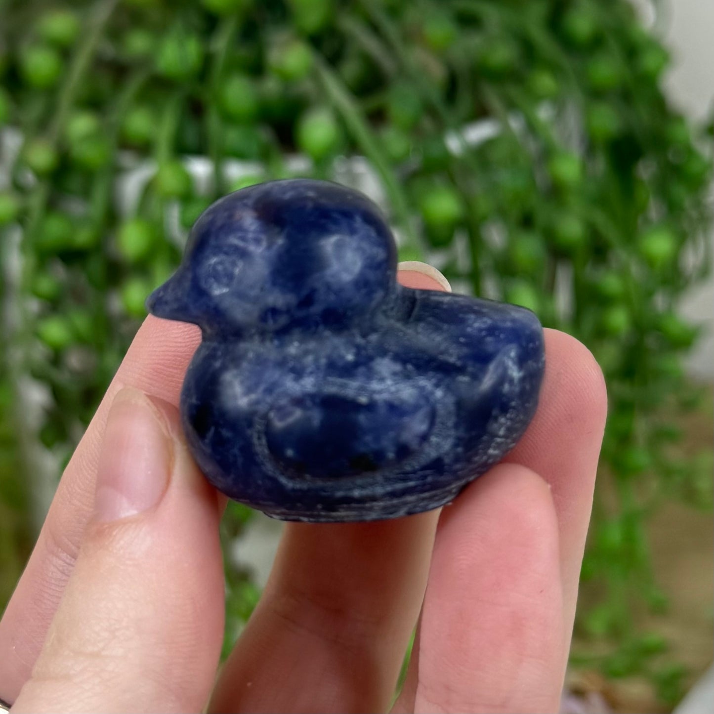 Sodalite Duck (F722)