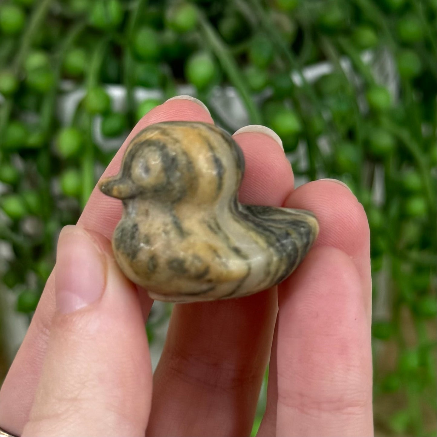 Jasper Duck (C499)