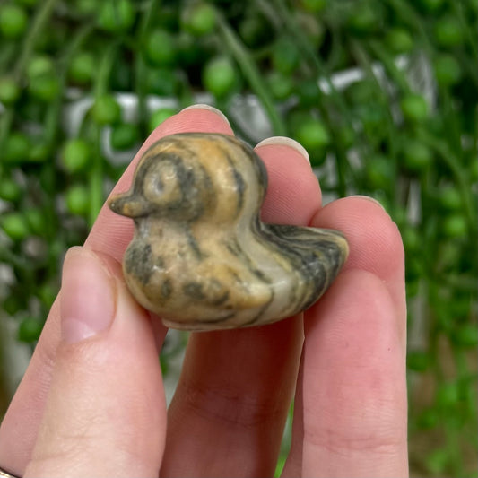 Jasper Duck (C499)