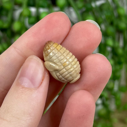 Alashan Mini Corn