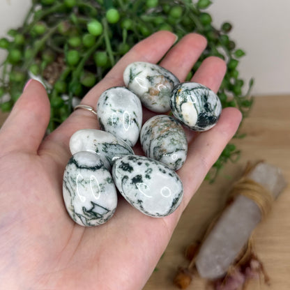 Tree Agate Mini Eggs
