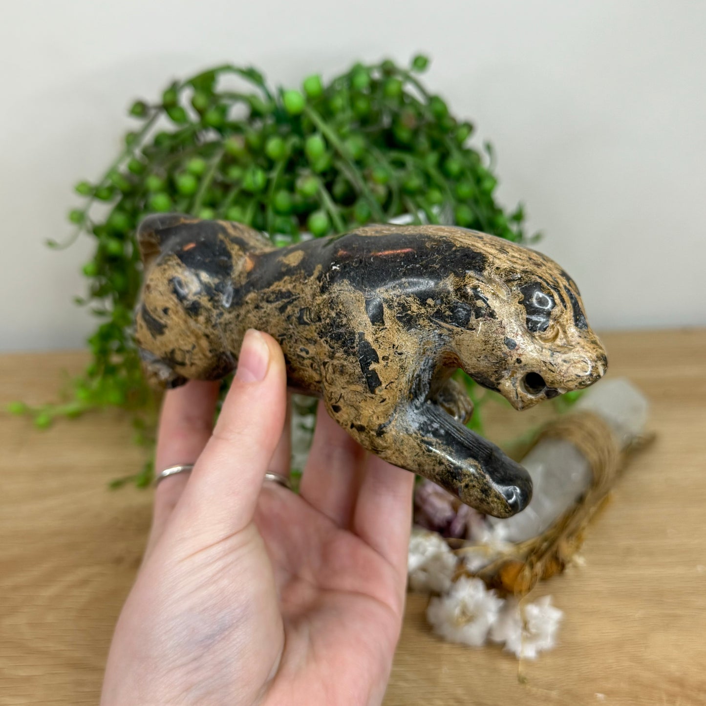 Jasper Leopard (N889)