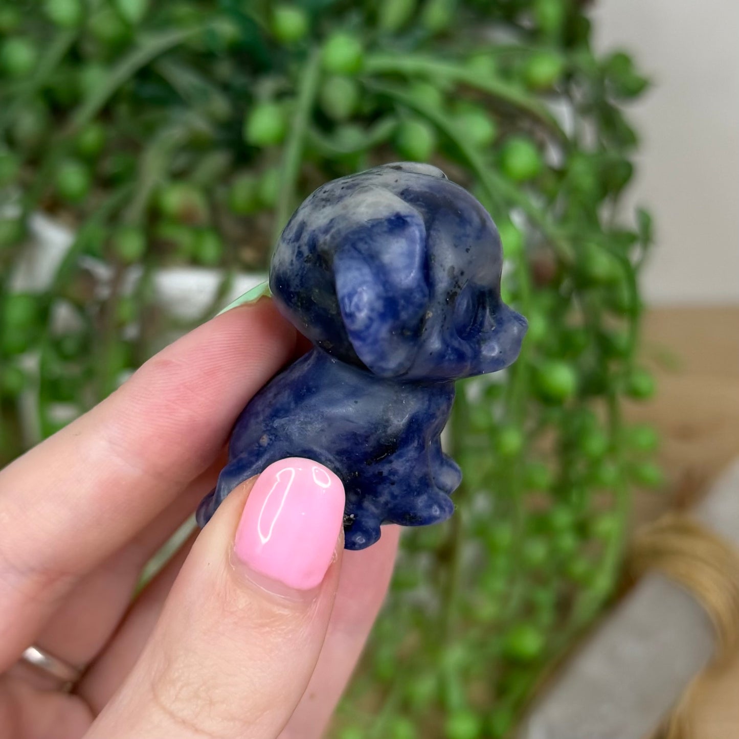 Sodalite Dog (Y193)