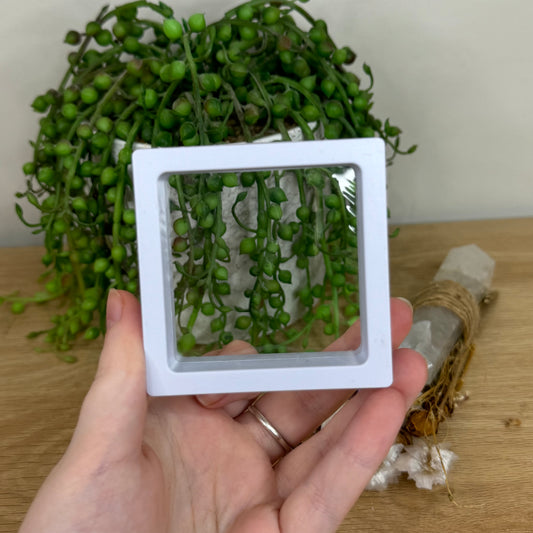 Large White Case