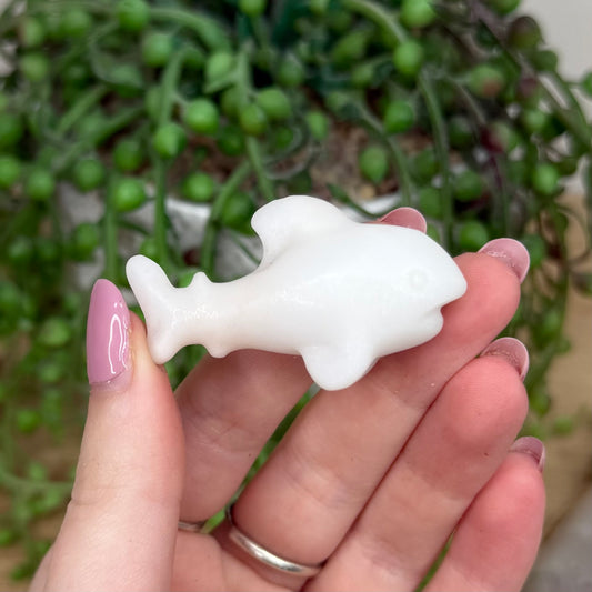 White Jade Shark (Y545)