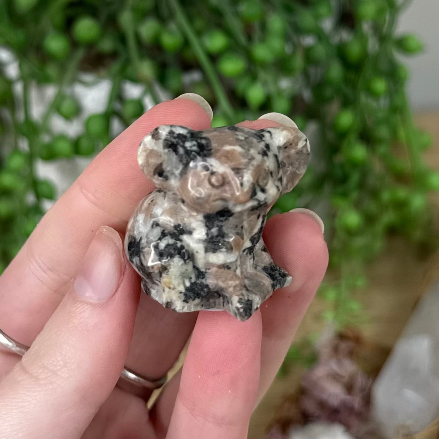 Jasper Koala (S482)