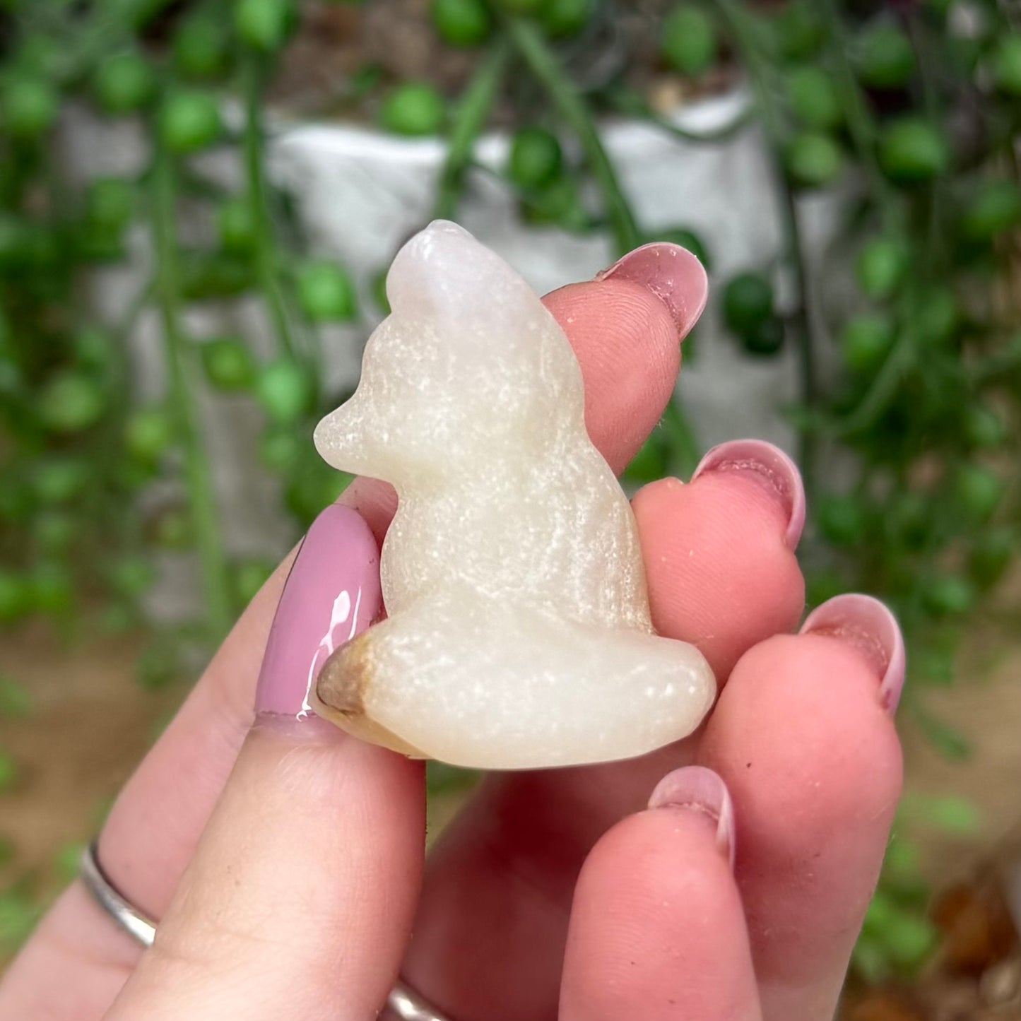 Afghan Jade Fox (Y299)