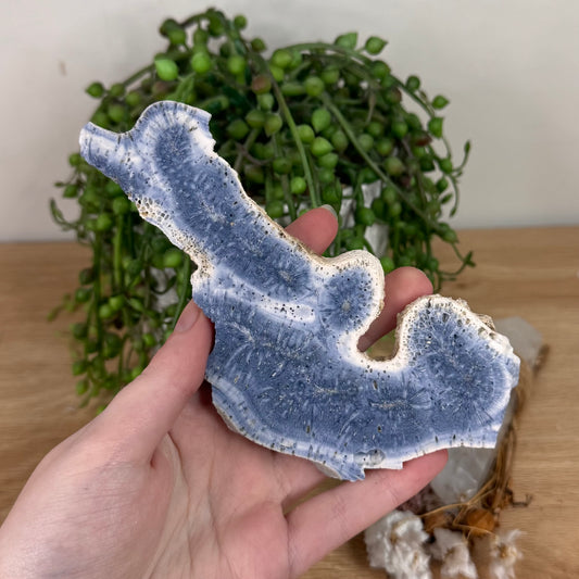 Blue Coral Slab (S602)