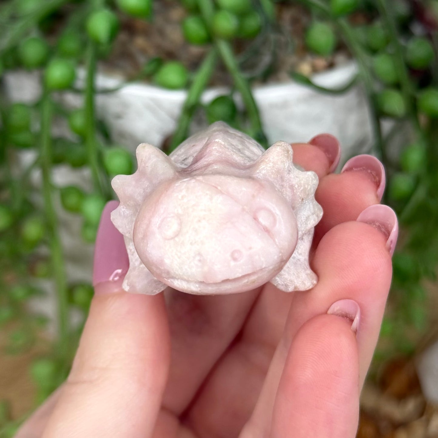 Pink Opal Axolotl (Y438)