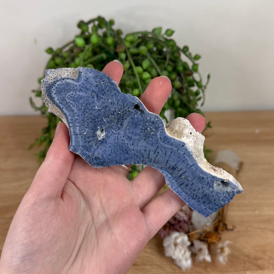 Blue Coral Slab (S601)