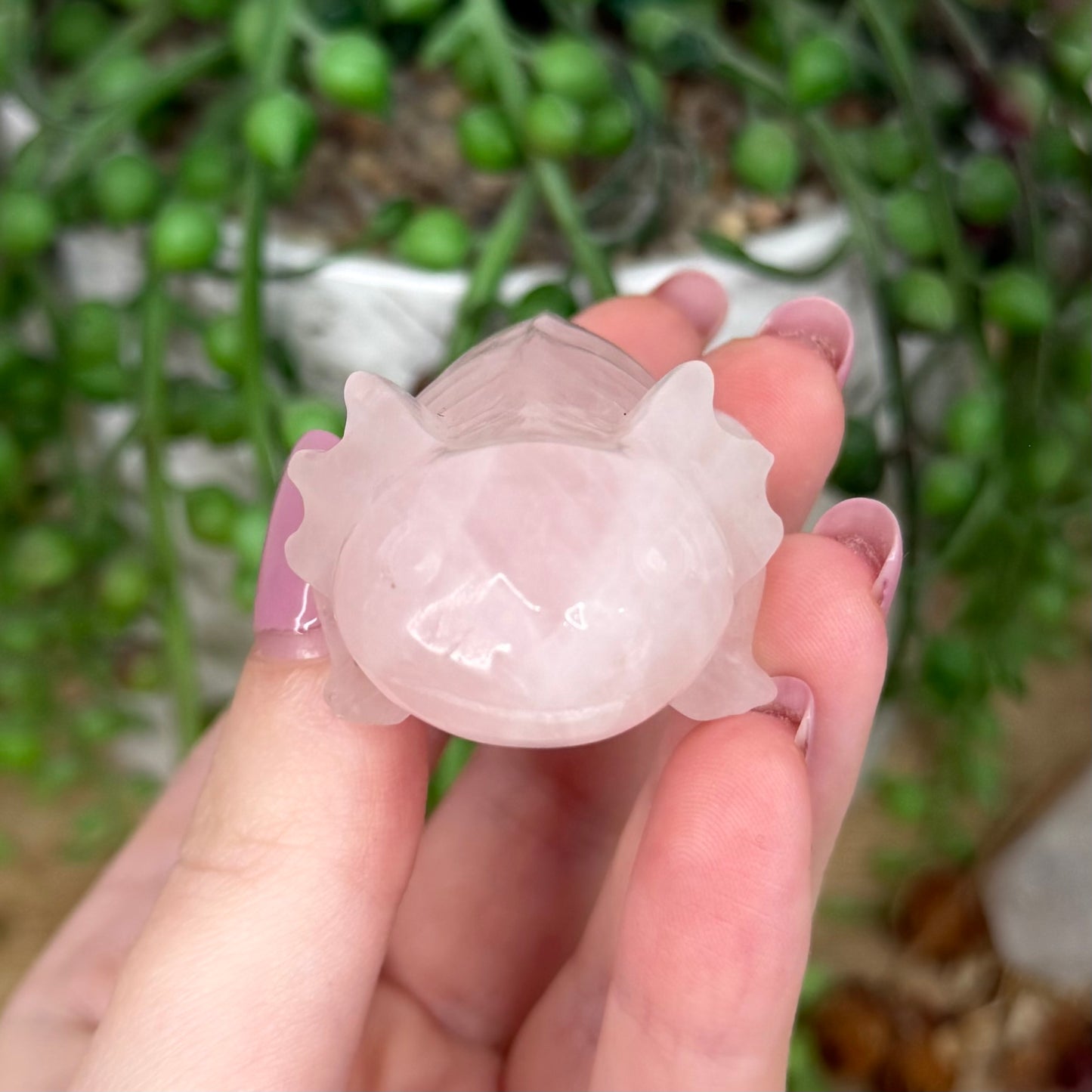 Rose Quartz Axolotl (Y503)