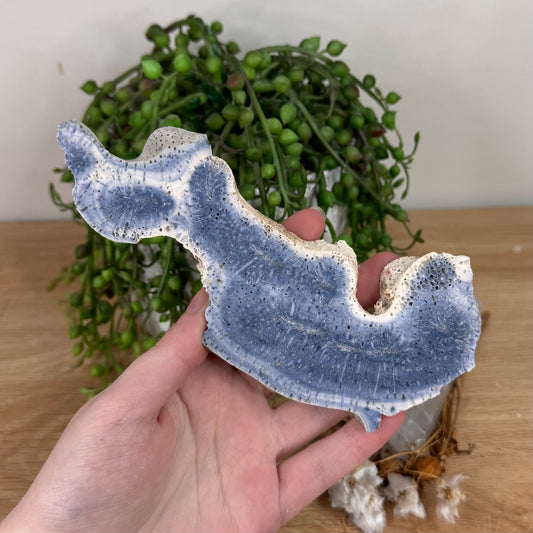 Blue Coral Slab (S603)