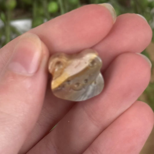 Alashan Mini Bear Face