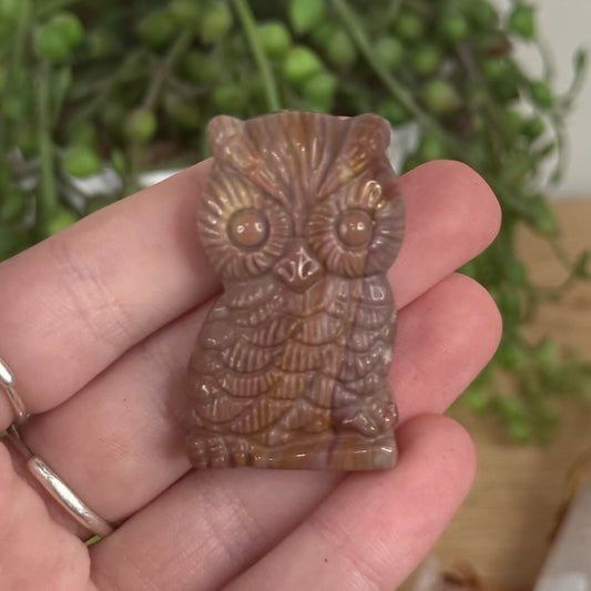 Alashan Owl (S569)