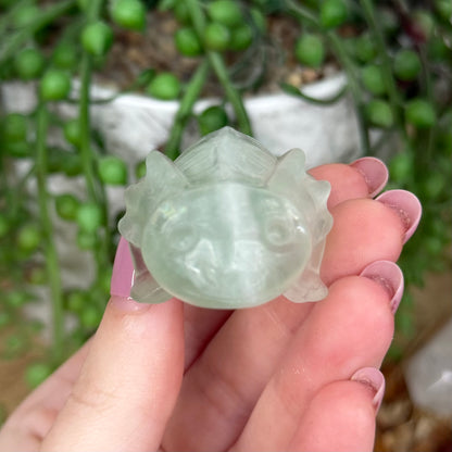 Green Fluorite Axolotl (Y435)