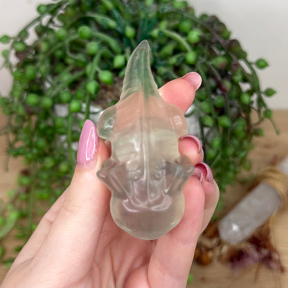 Fluorite Axolotl (Y436)