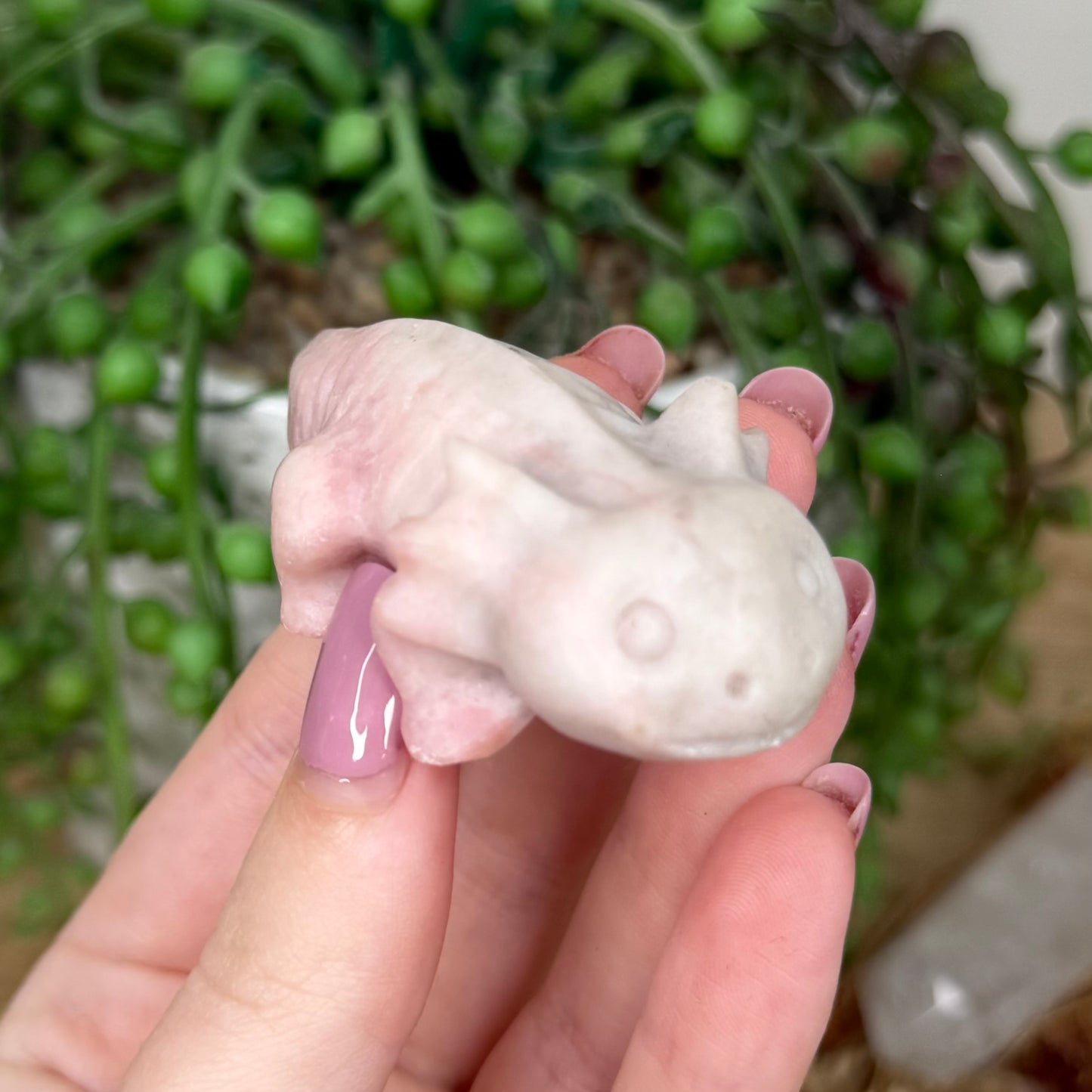 Pink Opal Axolotl (Y439)