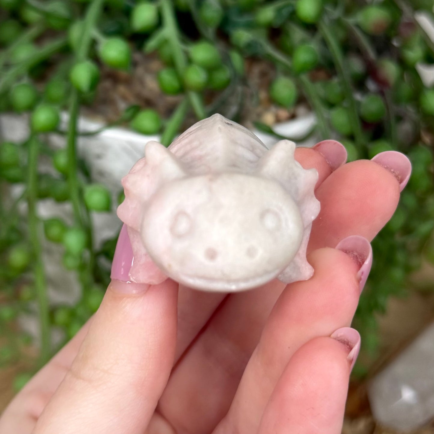 Pink Opal Axolotl (Y439)