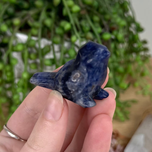 Sodalite Bird (S700) (S703) (S701) (S702)
