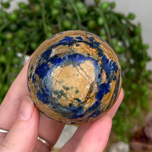 Azurite In Petrified Wood Sphere (S842)