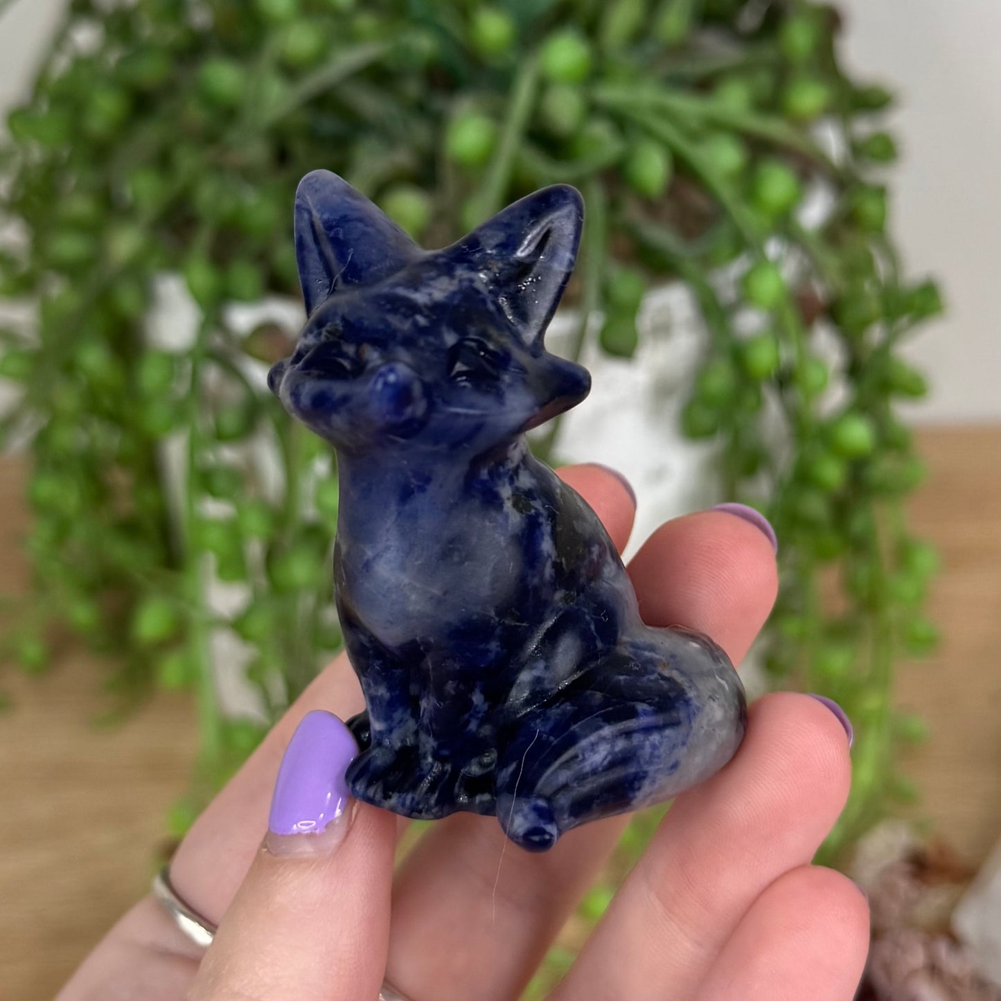 Sodalite Fox (T441)