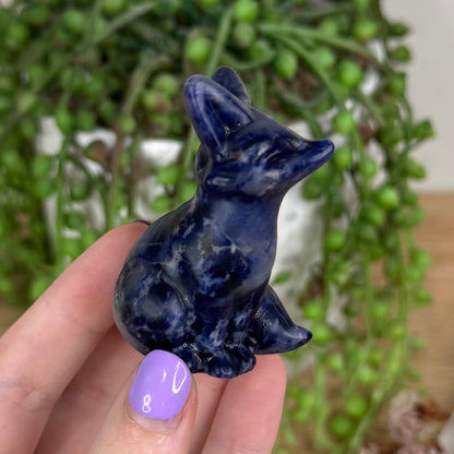 Sodalite Fox (T441)