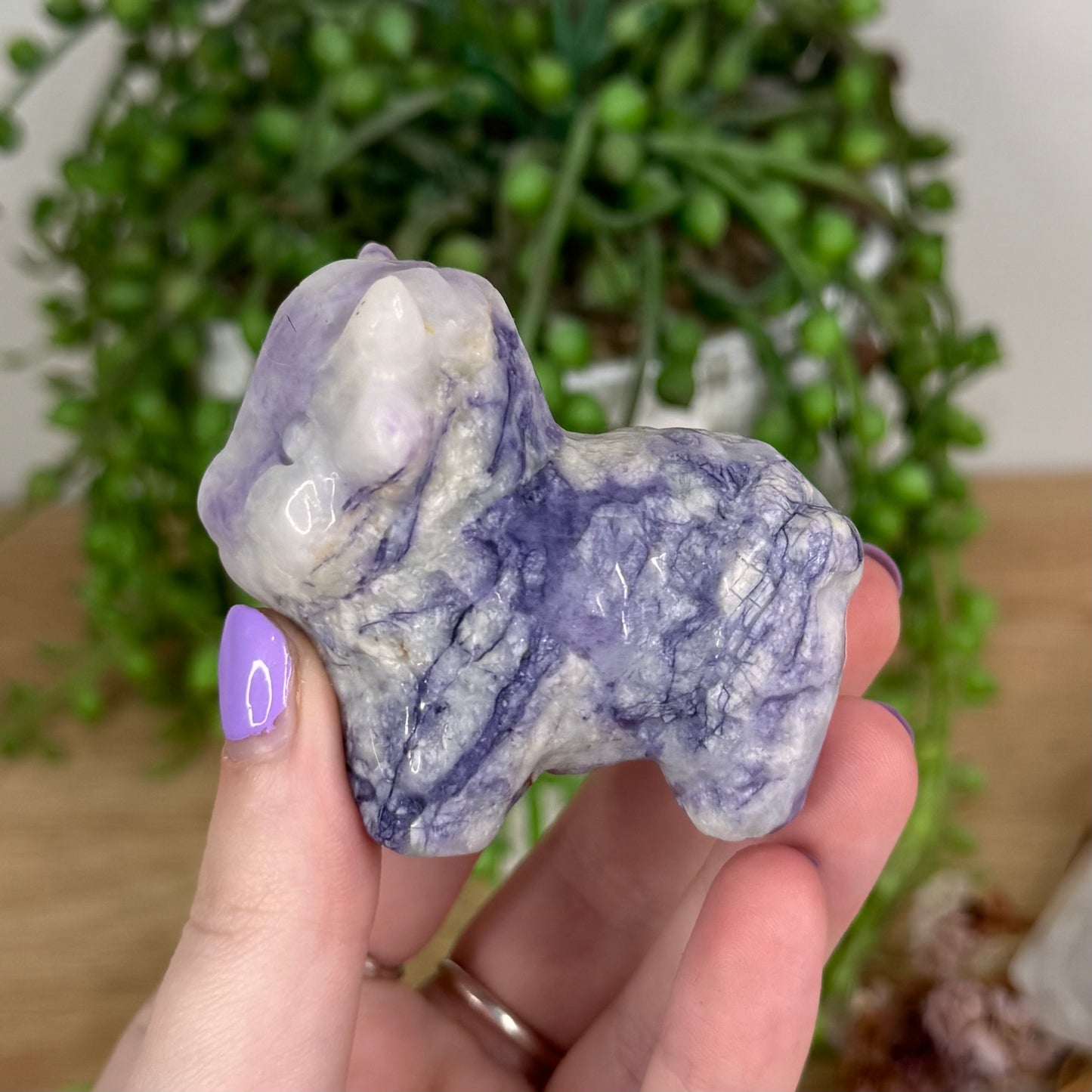Purple Jade Highland Cow (T485)