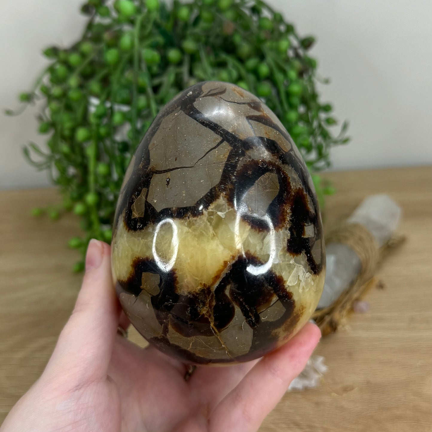 Septarian Egg (I353)