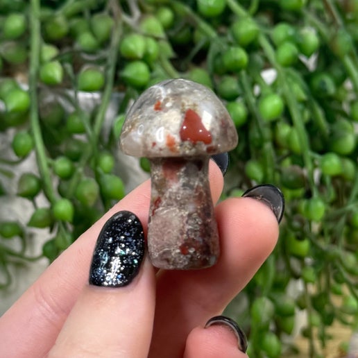 African Blood Stone Medium Mushrooms