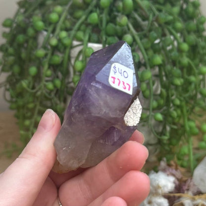 Amethyst Root (J737)