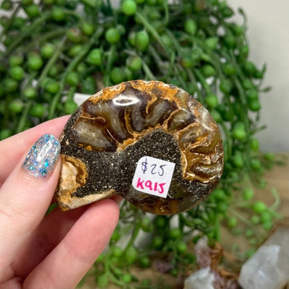 Ammonite (K915)