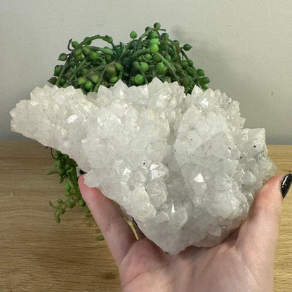 Apophyllite Cluster (D613)