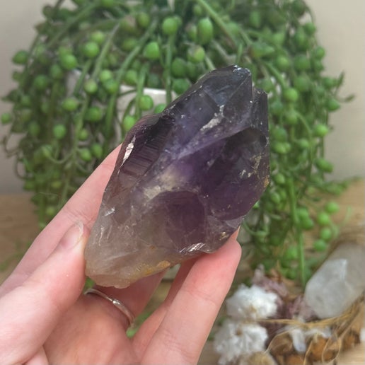 Amethyst Root (J746)