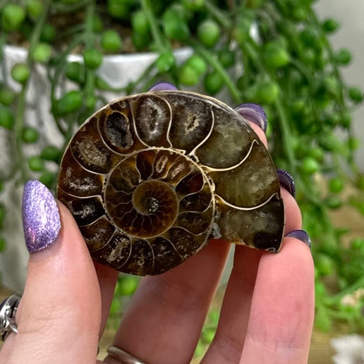 Ammonite (C728)