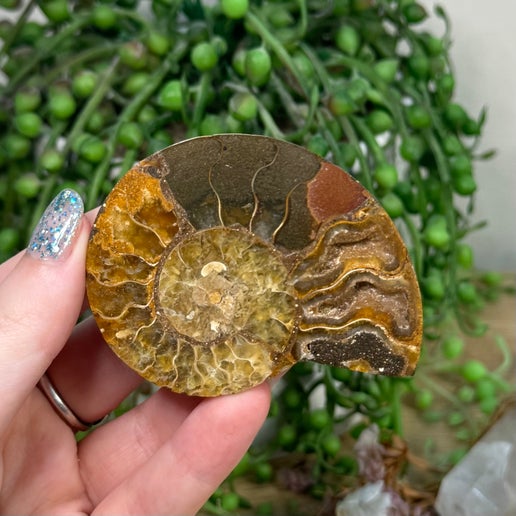 Ammonite (K917)