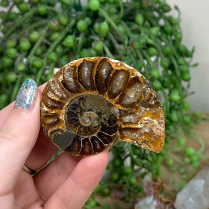 Ammonite (K915)