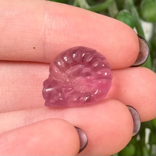 Fluorite Mini Ammonite