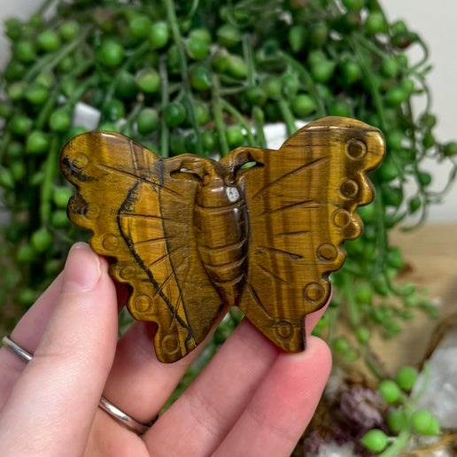 Tiger Eye Butterfly (I242)