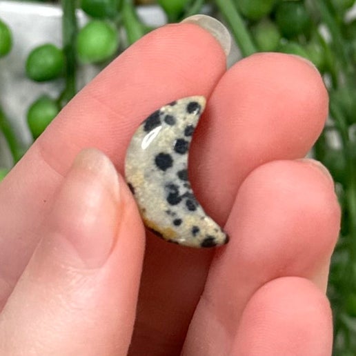 Dalmatian Jasper Tiny Moon