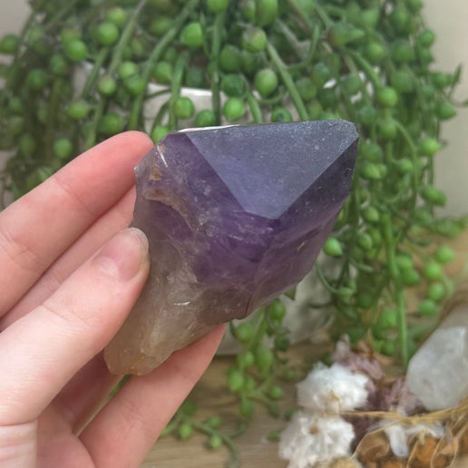 Amethyst Root (J736)